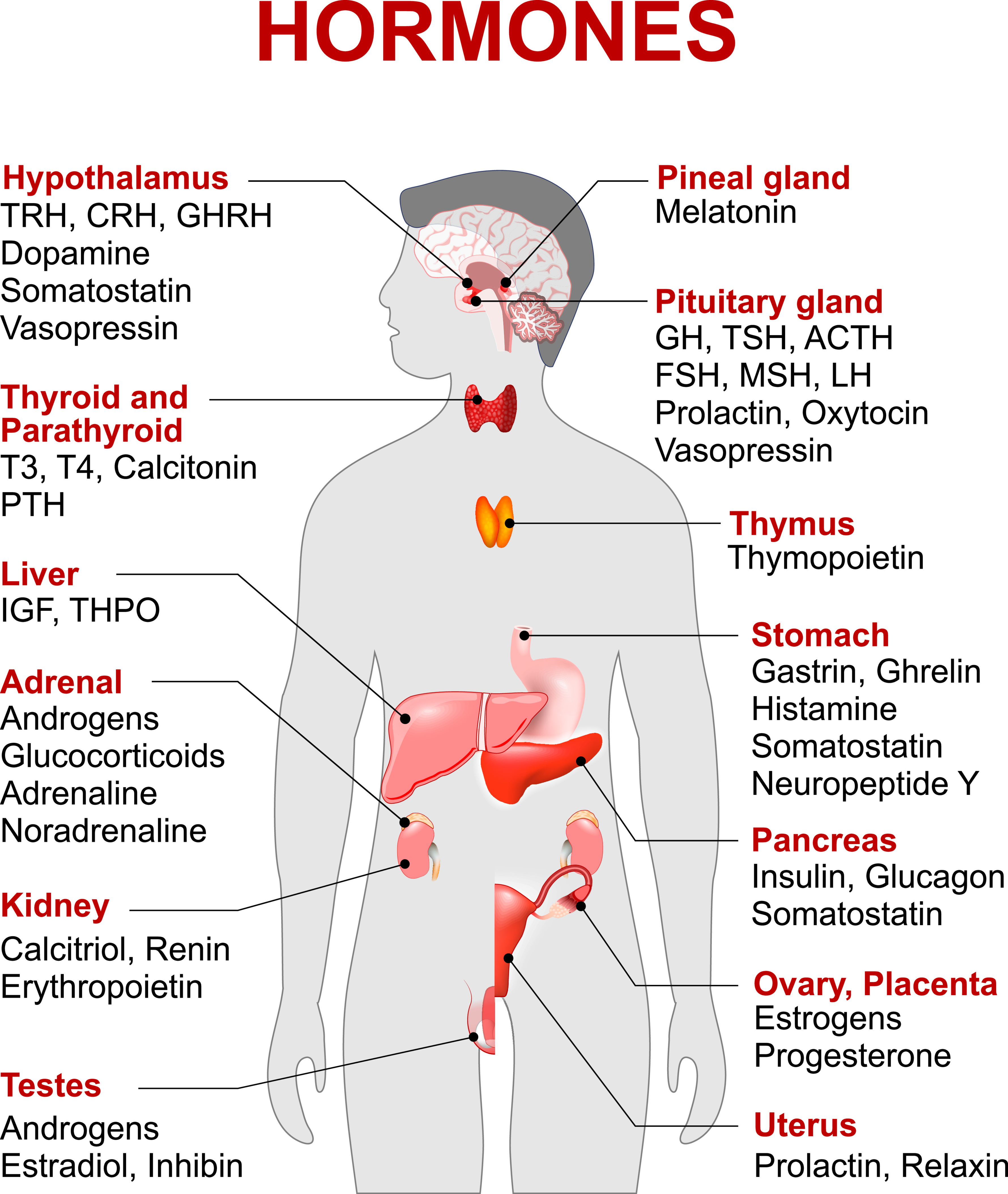 what hormone do the adrenal glands produce